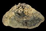 Ankylosaur Scute - Alberta (Disposition #-) #132092-1